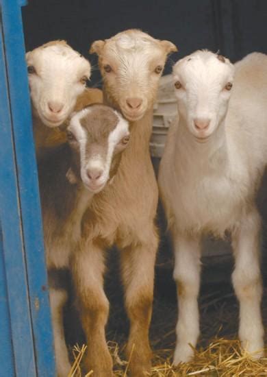 The Goats of lamancha | Business | billingsgazette.com