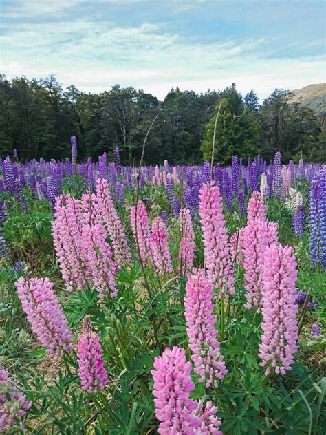 Pink and Purple Lupine Flower Field Stock Image - Image of mountains, closeup: 110192107