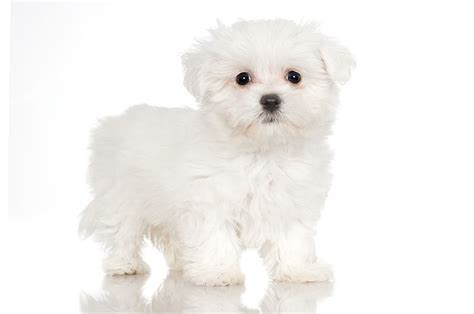 Allergic to Dogs? Allergy Experts Names Top Breeds for People with Allergies | Maltese puppy ...