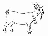 Billy Goat Coloring Pages sketch template