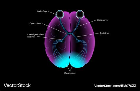 Optic nerve anatomy Royalty Free Vector Image - VectorStock