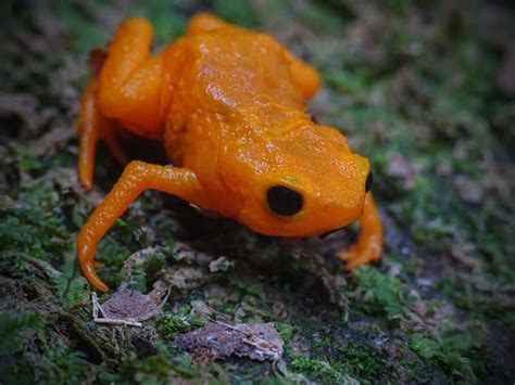 Pumpkin Toadlet | Project Noah