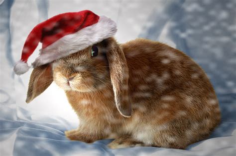 🔥 [50+] Christmas Bunny Wallpapers | WallpaperSafari