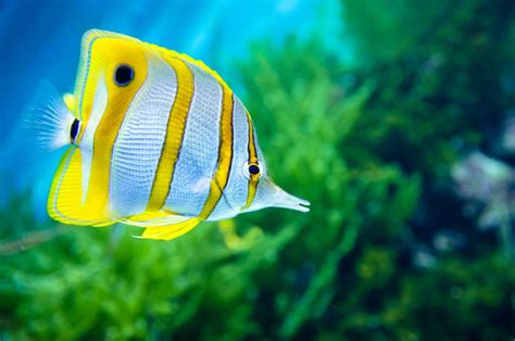 Butterfly Fish Care Guide: Appearance, Tank Conditions, and More