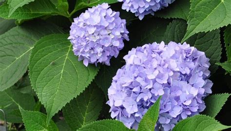 How to Make Hydrangeas Purple Naturally? - My Heart Lives Here