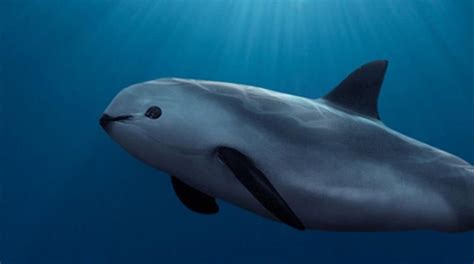 Vaquita porpoises escape extinction longer than expected