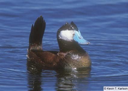 Ruddy Duck: best bird of today's sightings at Kay's Creek | Duck, Duck identification, Bird pictures