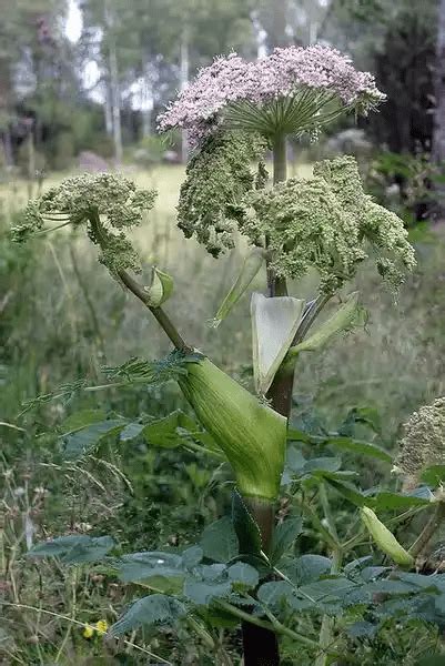 15 Medicinal Health Benefits Of Garden Angelica (Angelica archangelica) - Agric4Profits