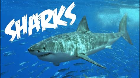 all about sharks – Empiretory