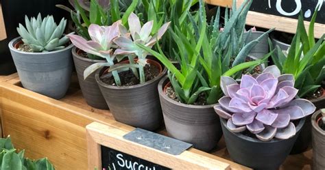 Trader Joe's Potted Succulents as Low as $5.99 (Easy To Care For Plants)