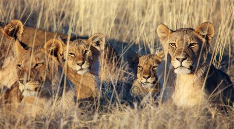 Africa Has An Estimated 9610 Lions In 2020 – Botswana Gazette