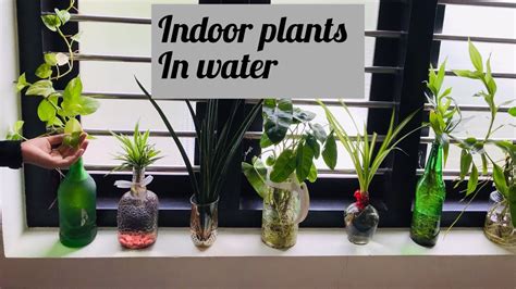 indoor water plants / indoor plants idea / for beginners/indoor plants decoration - YouTube