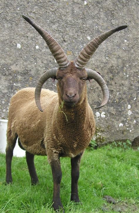 Manx Loaghtan | Animals with horns, Interesting animals, Sheep breeds