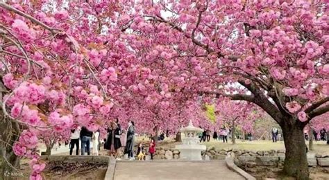 Gyeongju Cherry Blossom Tour - Klook