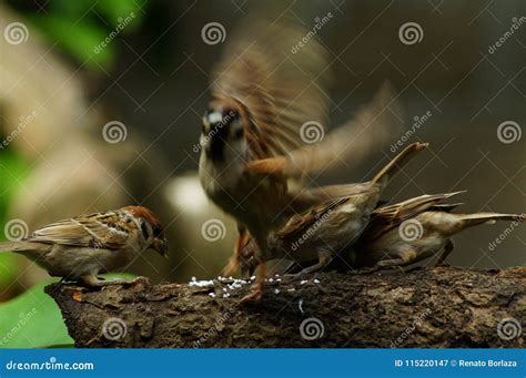 Philippine Maya Bird Or Eurasian Tree Sparrow Perching On Tree Branch Royalty-Free Stock Image ...