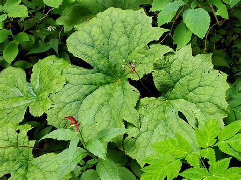 Umbrella Leaf (Diphylleia cymosa) Fruit | Western Carolina Botanical Club