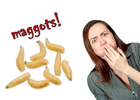 Maggots! – How To Pest