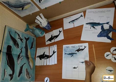 WHALE Unit Study, Printable Whales Bundle With Anatomy, Diagram, Posters, Cards, Puzzle, Facts ...