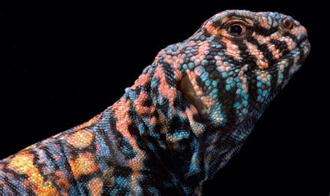 The Complete Uromastyx Care Sheet (Ornate, Moroccan & Egyptian) - Everything Reptiles