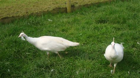 White Peacocks - Peacocks UK