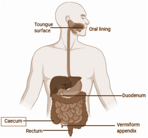 Ingestion of food in human beings is facilitated byA. OesophagusB. Buccal activityC. Muscular ...