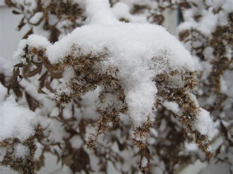 Goldenrod: Bird Seed - Anita Sanchez