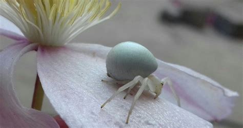 Awesome albino spider : pics