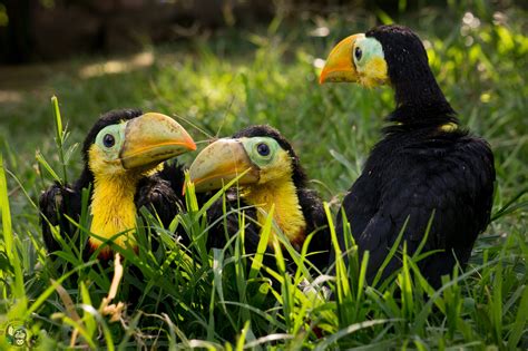 Symbolic Classic Adoption: Keel-Billed Toucan – Toucan Rescue Ranch