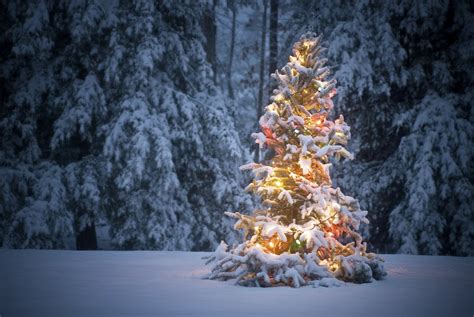 Glowing Christmas Tree in Snow - HD Wallpaper