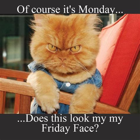 Monday Face | Good morning funny pictures, Funny animal quotes, Funny cartoon quotes