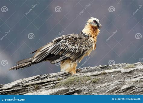 Lammergeier or Lammergeyer or Bearded Vulture, Stock Photo - Image of rocky, feather: 34027944