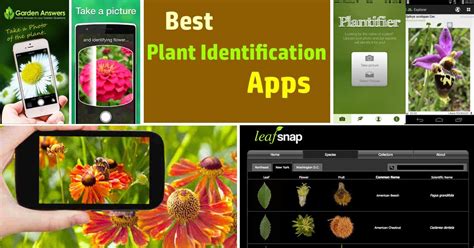 The Best Best App To Identify Flowers And Plants And Review