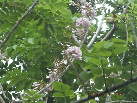 Madre Cacao Tree Flowers at Lauren Warren blog