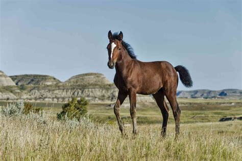 Mustang Horse Breed Profile