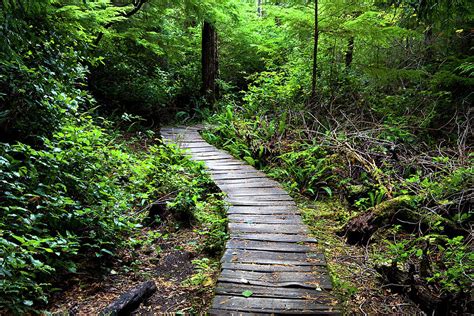 Peaceful Forest Path Photograph by Ron Miles - Fine Art America