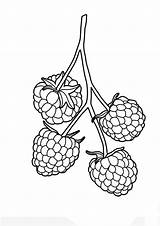 Coloring Pages  Printable Raspberry For Kids sketch template
