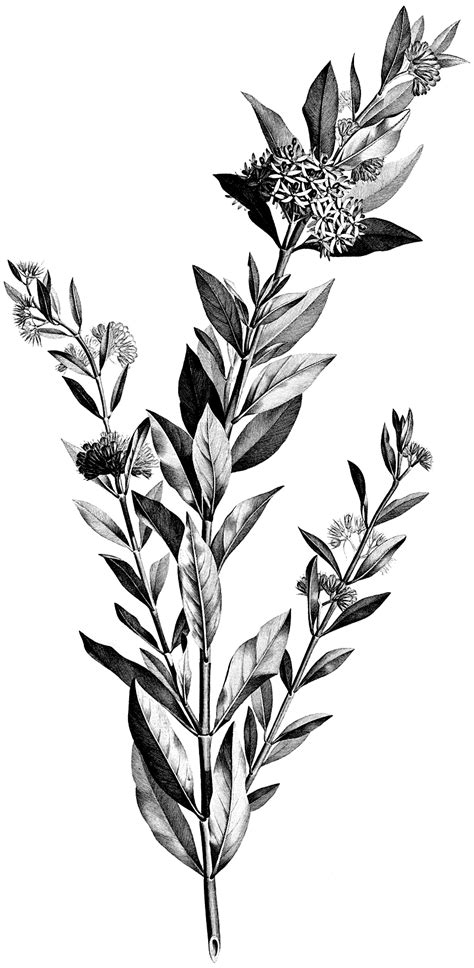 4 Black and White Botanical Stems Images! - The Graphics Fairy