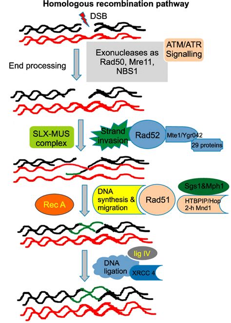 This diagram presents a schematic illustration of the homologous... | Download Scientific Diagram