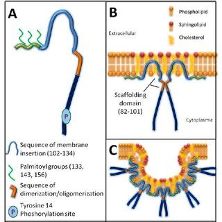 (PDF) Caveolin-1 in Melanoma Progression