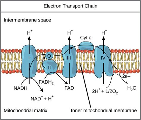 Electron Transport Chain | Biology for Majors I