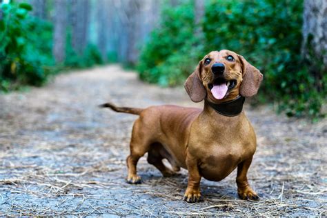 How Far Can You Walk A Miniature Dachshund