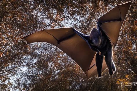 Megabat, Fruit bat, Nature photography, airborne, | Stable Diffusion | OpenArt