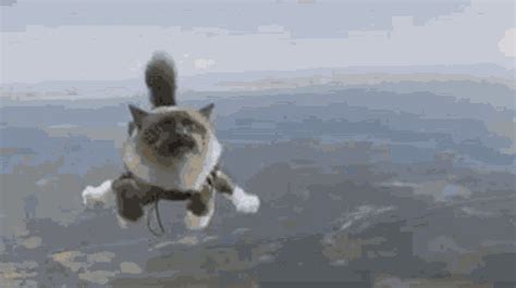 Sky Skydiving GIF - Sky Skydiving Cat - Discover & Share GIFs