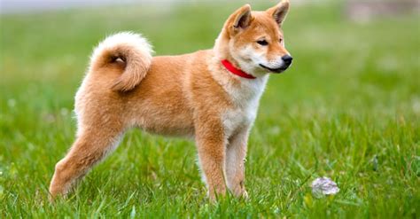 Choisir un chien japonais : les spécificités des races du Japon