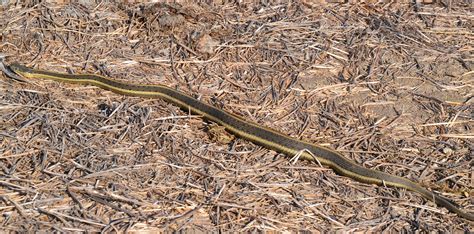 Another beauty-aquatic snake department - The Natomas Basin Conservancy