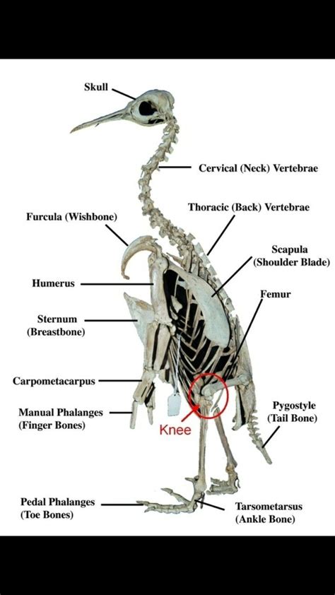 Pigeon Skeleton Anatomy | PeepsBurgh.Com