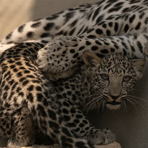 Hope for the future - two remarkable Arabian leopard cubs - TrendRadars UK