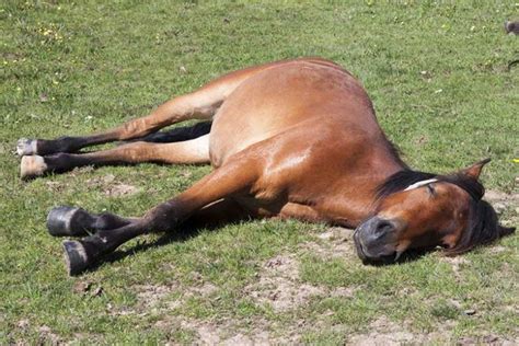 Do Horses Sleep Standing Up? (Why and How) - Smart Sleeping Tips