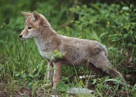 1,298 Baby Coyote Royalty-Free Images, Stock Photos & Pictures | Shutterstock