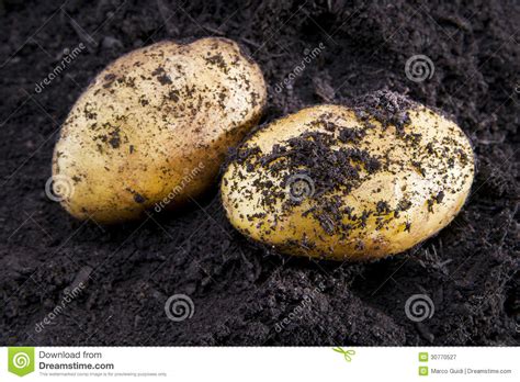 Potato harvesting stock image. Image of harvesting, cook - 30770527